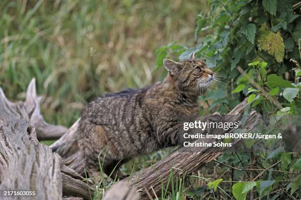 european wildcat (felis silvestris), adult, on tree trunk, sharpening claws, alert, surrey, england, great britain - europäische wildkatze stock-fotos und bilder