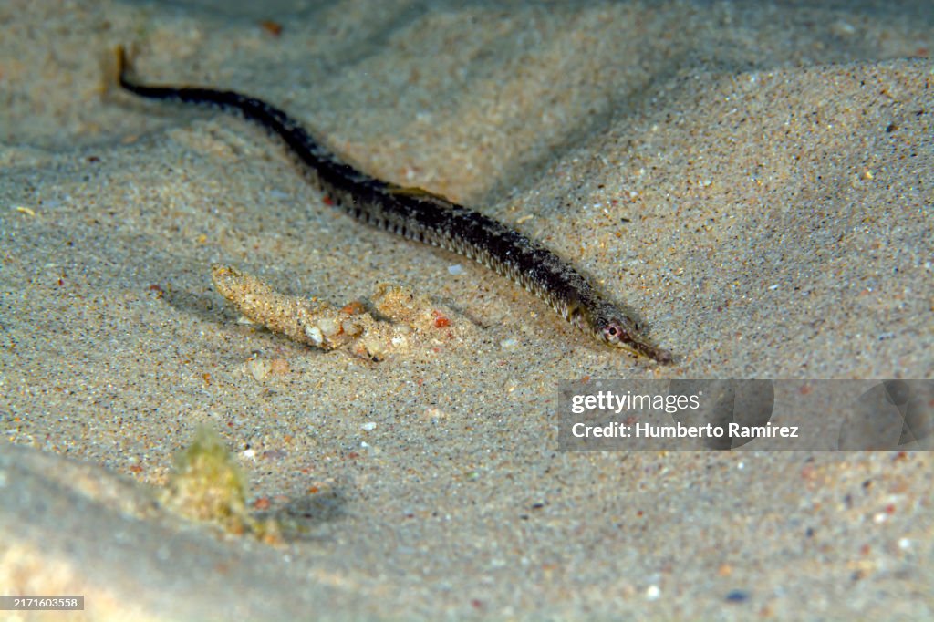 Diamond Pipefish.