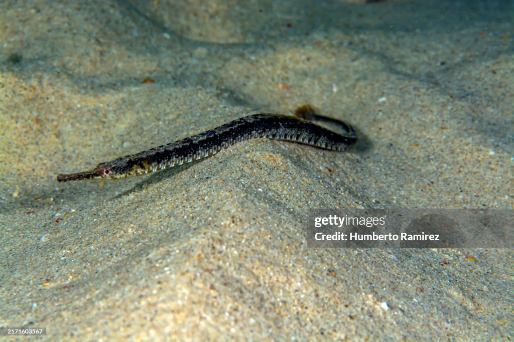 Diamond Pipefish.