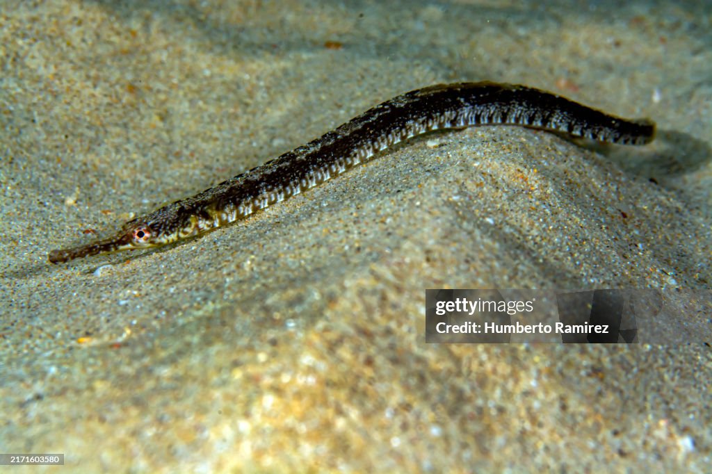 Diamond Pipefish.