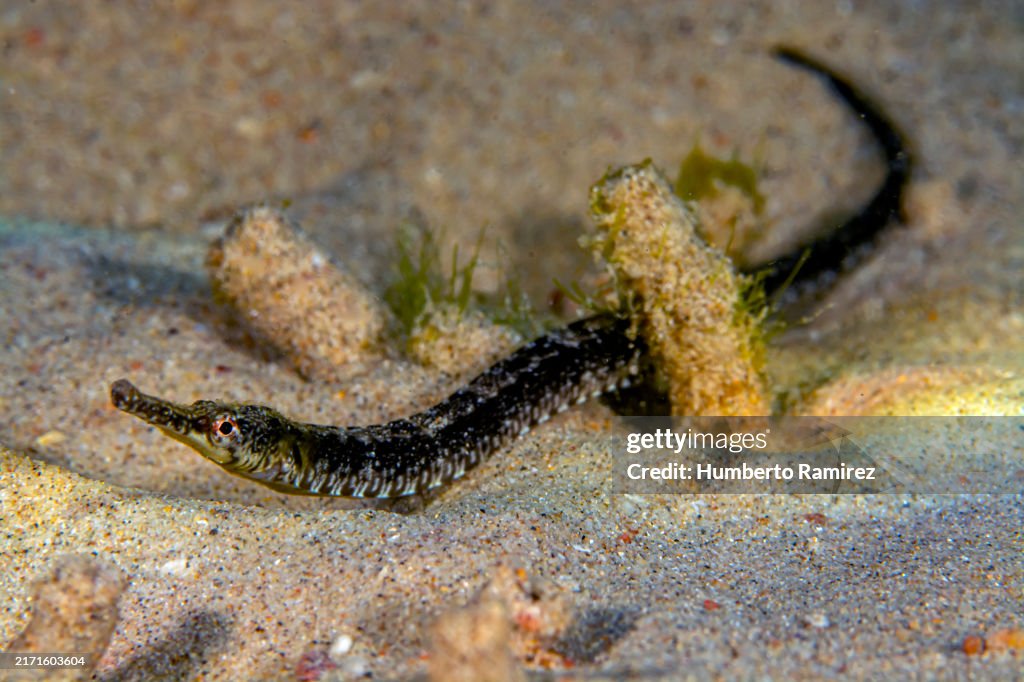 Diamond Pipefish.