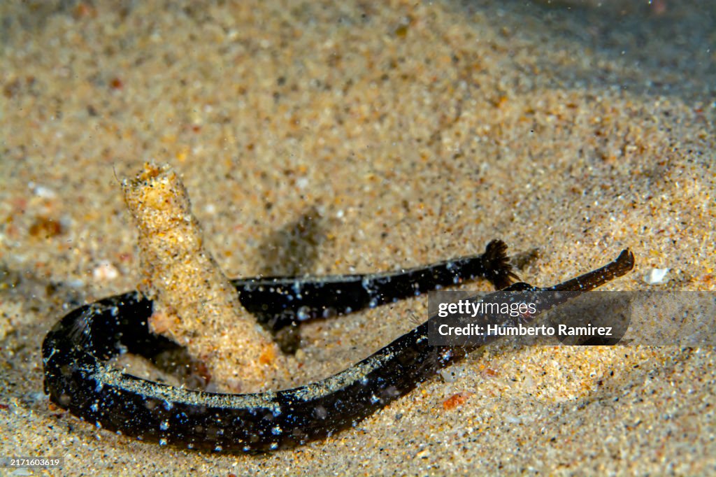 Diamond Pipefish.