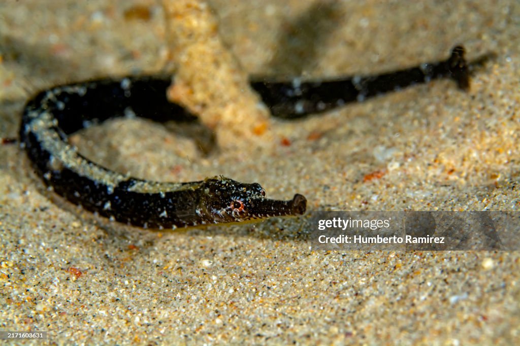 Diamond Pipefish.