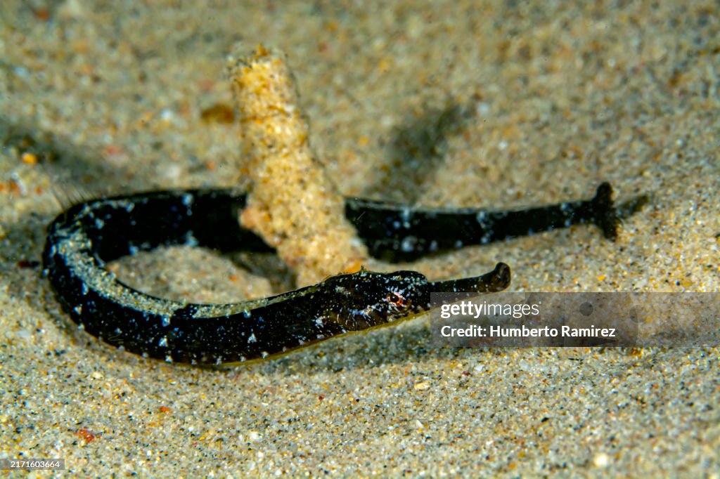 Diamond Pipefish.