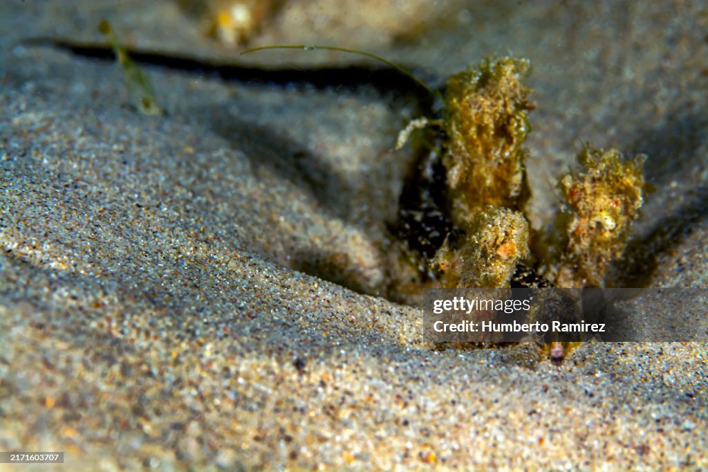Diamond Pipefish.