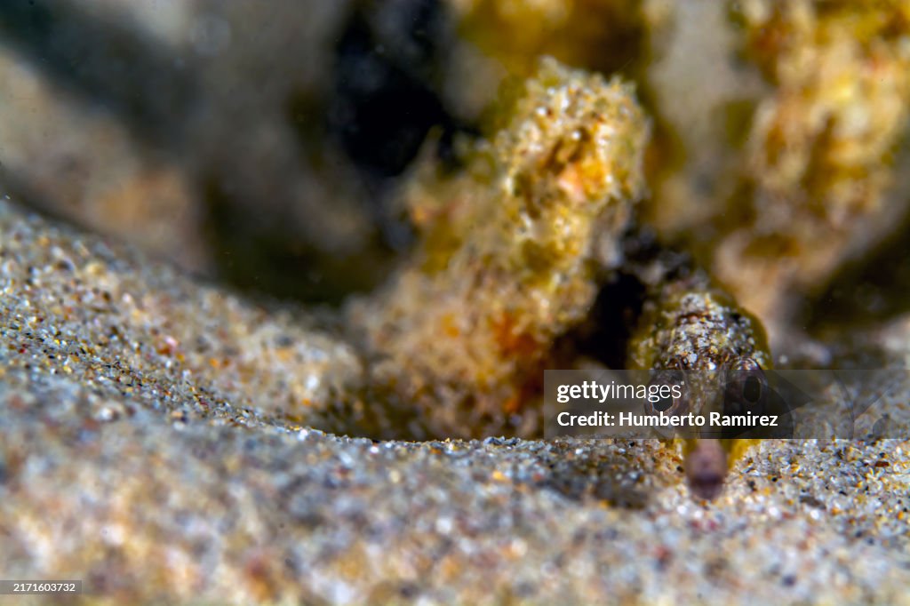 Diamond Pipefish.