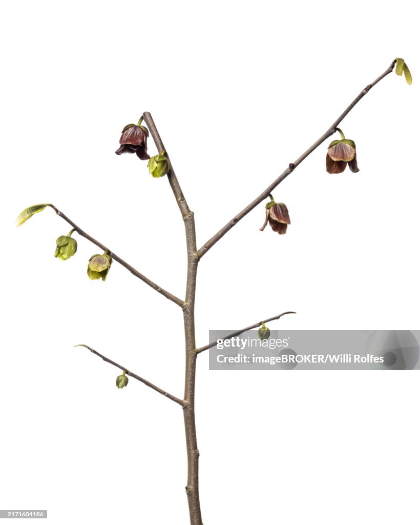 Paw-paw (Asimina triloba), Papau, woody plant, shrub, isolated, white background