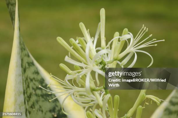close-up of bow hemp (sansevieria) with flower, pot plant - sansevieria stock pictures, royalty-free photos & images