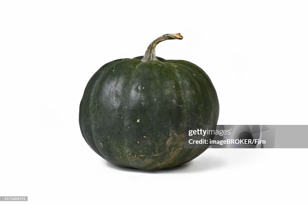 Dark 'Black Kat F1' acorn squash with dark green, almost black, skin on white background