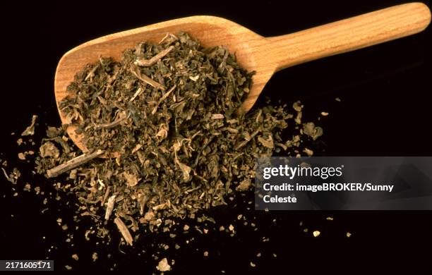 indian patchouli (pogostemon cablin), raw material for the perfume industry and medicinal use, medicinal use without guarantee - patchouli stock pictures, royalty-free photos & images