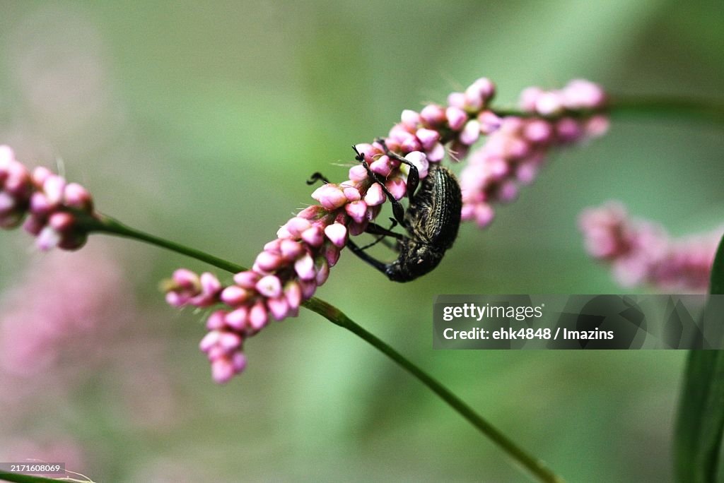 Black rice weevil, weevil family