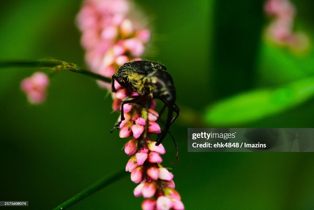 Black rice weevil, weevil family