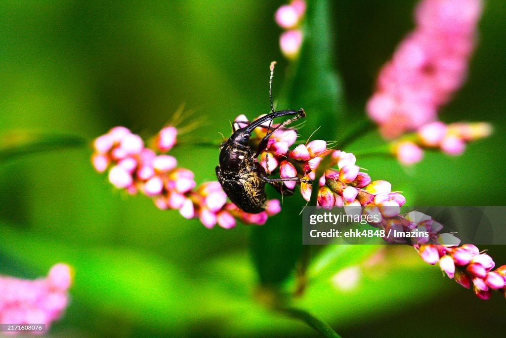 Black rice weevil, weevil family