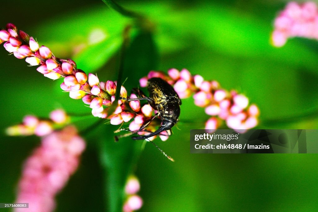 Black rice weevil, weevil family