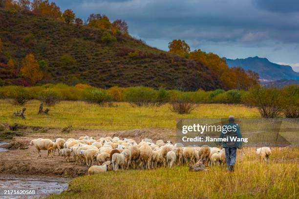 shepherd in bashang, inner mongolia - shepherd stock pictures, royalty-free photos & images