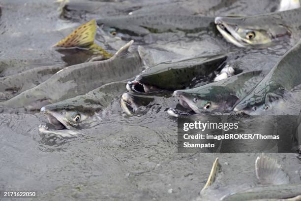 pink salmons (oncorhynchus gorbuscha) swimming densely packed up the river, prince william sound, alaska - prince william sound stock pictures, royalty-free photos & images