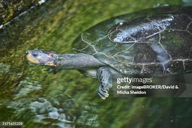 yellow-spotted amazon river turtle (podocnemis unifilis) swimming in a water, captive, south america - yellow spotted amazon river turtle stock pictures, royalty-free photos & images