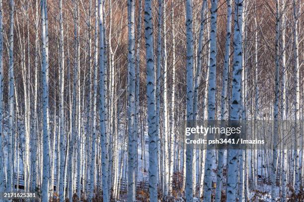 44 Inje Gun Stock Photos, High-Res Pictures, and Images - Getty Images