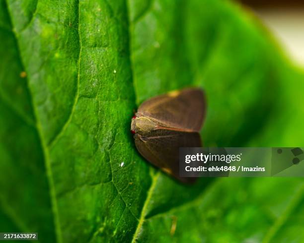 Lead Hopper Insect 376 Green Leaf Hopper Stock Photos, High-Res Pictures, and Images ...