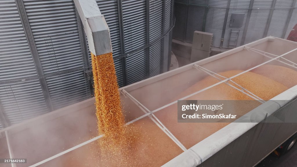 El maíz se vierte en un camión desde un silo de almacenamiento