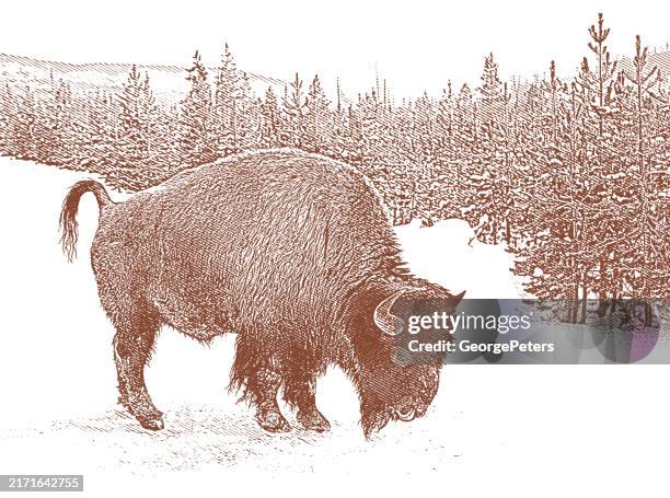american bison in yellowstone national park - national bison gebirge stock-grafiken, -clipart, -cartoons und -symbole