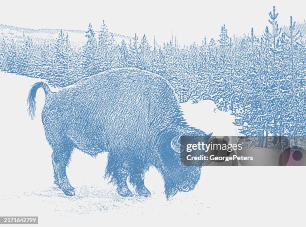 american bison in yellowstone national park - american bison stock illustrations