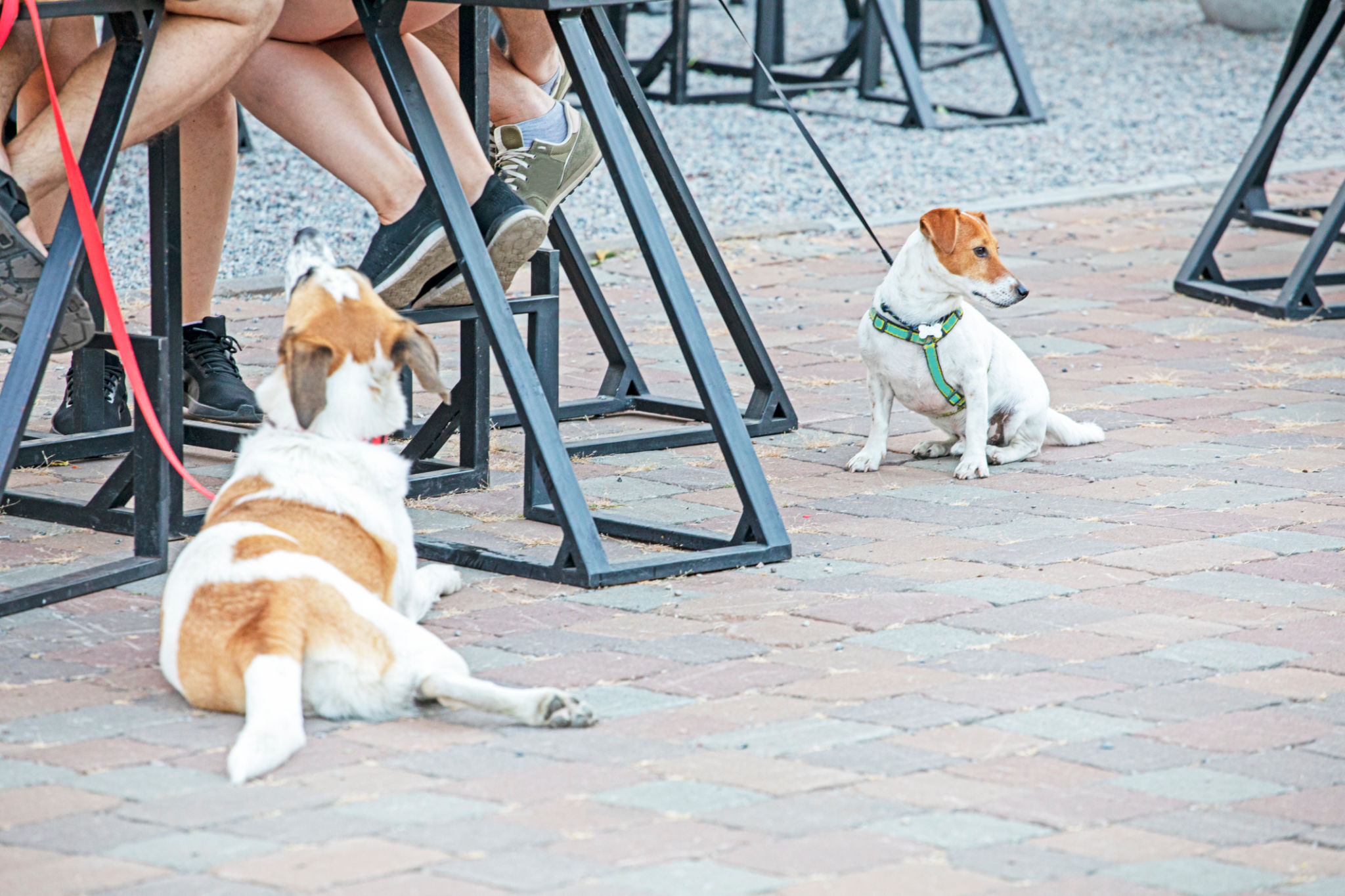 dog socialization