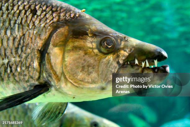 head of an african tigerfish in an aquarium - tigerfish stock pictures, royalty-free photos & images