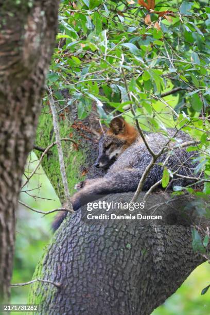 gray fox sleeping on a tree trunk - grey fox stock pictures, royalty-free photos & images