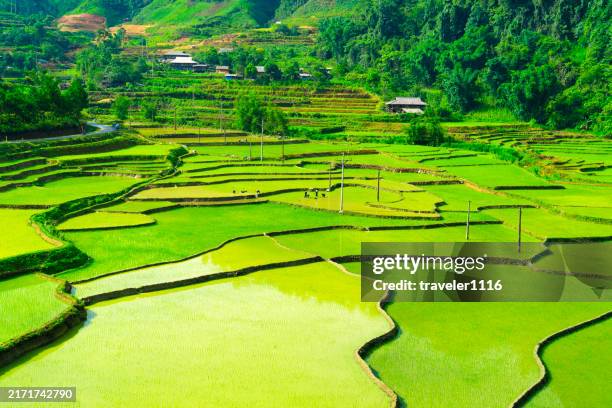 risaie a ha giang, vietnam - risaia foto e immagini stock