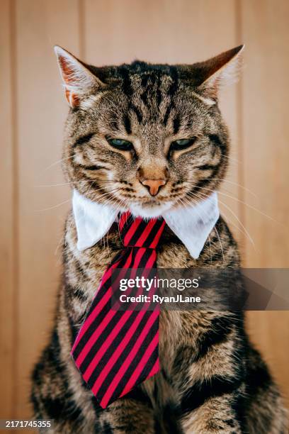grumpy business cat in the office - empty boring office stock pictures, royalty-free photos & images