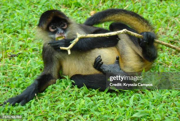Spider monkey