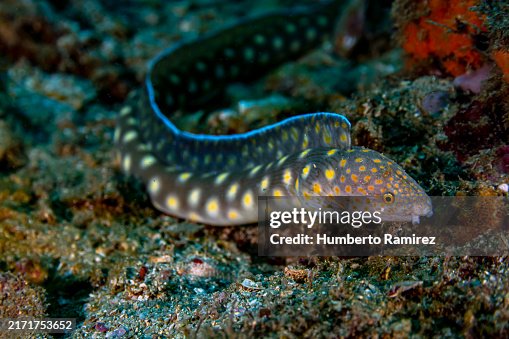 Sharptail Eel. Sharptail Eel.