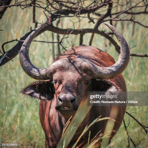 close-up portrait of buffalo - african buffalo stock pictures, royalty-free photos & images