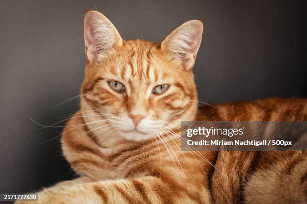 el rey - the king - le roi - ginger cat stock pictures, royalty-free photos & images