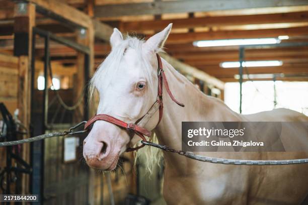 beautiful white horse in the stable - racing horse herd stock pictures, royalty-free photos & images
