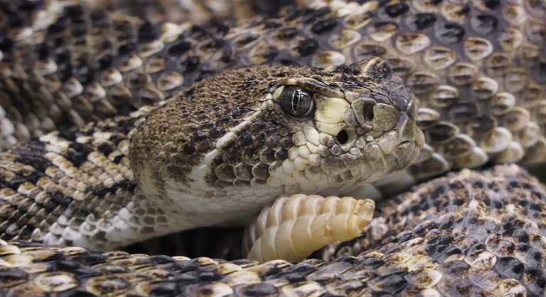 https://media.gettyimages.com/id/2171888045/video/western-diamondback-rattlesnake-or-texas-diamond-back-is-a-rattlesnake-species-and-member-of.jpg?b=1&s=640x640&k=20&c=I6lcqQA5qn-RKIrijNf8mnr_XklpCABn5KmdoFOvo2Y=