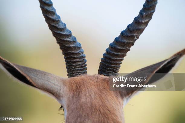 Springbok Rear 139 Franz Aberham Springbok Stock Photos, High-Res Pictures, and Images ...