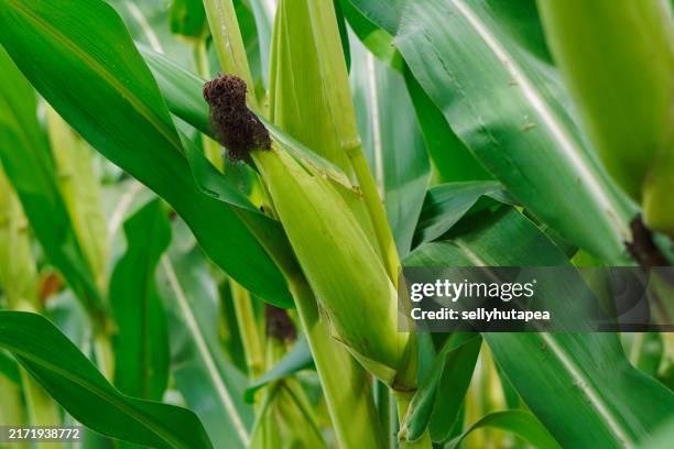 corn growing in cornfield, yogyakarta - maize crop stock pictures, royalty-free photos & images