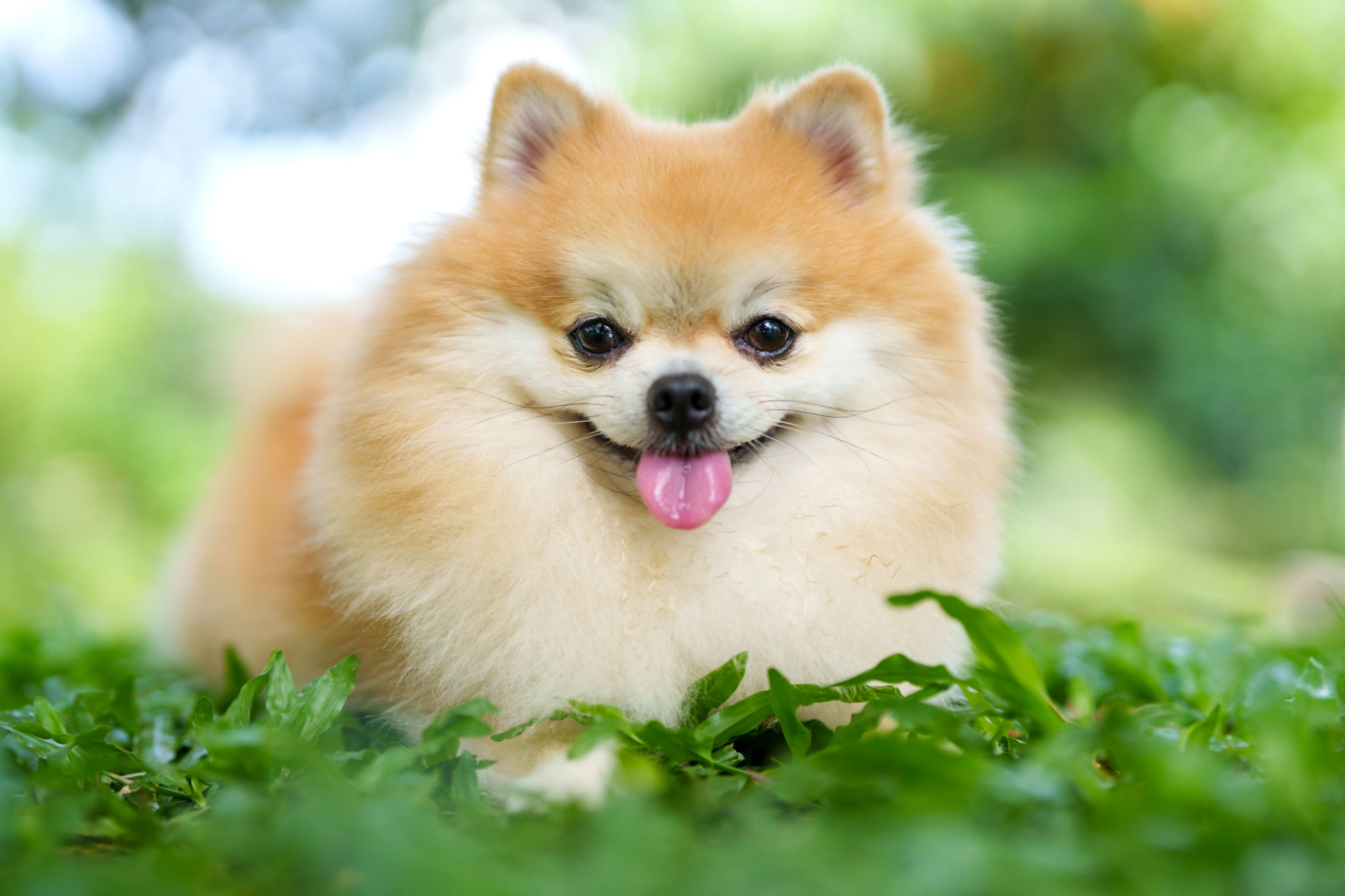 A cute Pomeranian dog relaxes on the grass on a sunny day outdoors, basking in the warmth of the sunlight with its fluffy fur spread out, enjoying the peaceful moment. A cute Pomeranian dog relaxes on the grass on a sunny day outdoors, basking in the warmth of the sunlight with its fluffy fur spread out, enjoying the peaceful moment.