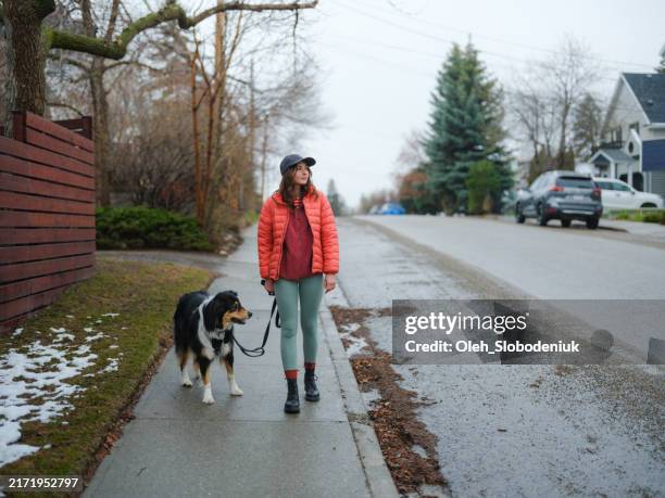woman walking her active dog in suburbs in springtime - sheepdog stock pictures, royalty-free photos & images