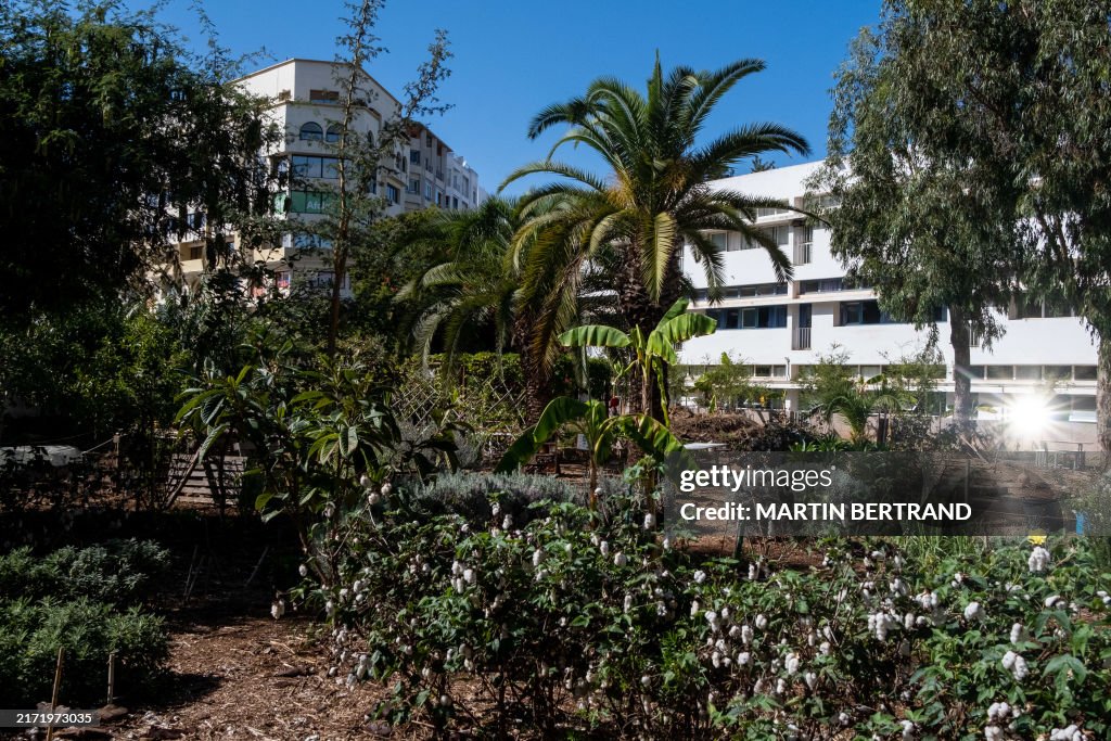 MOROCCO-CASABLANCA-URBAN-FARMING