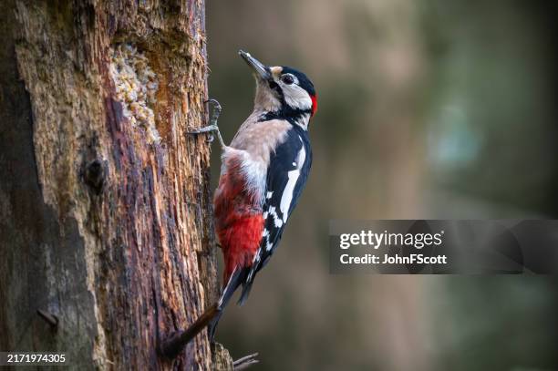 great spotted woodpecker on a tree in woodland - galloway schotland stockfoto's en -beelden