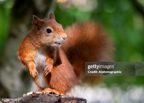 red squirrel in a forest environment looking up - squirrel funny stock pictures, royalty-free photos & images