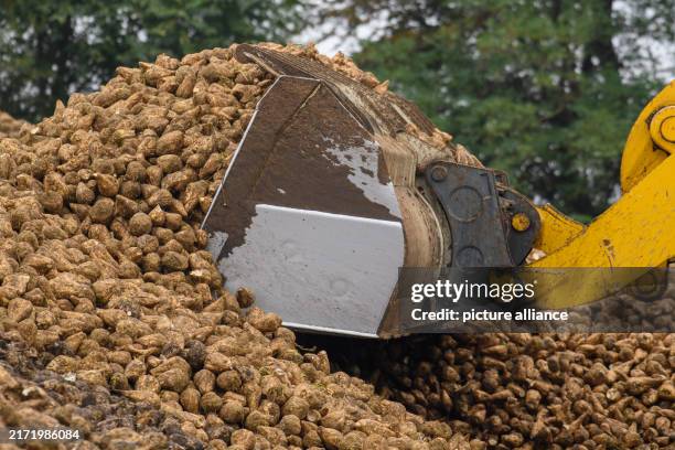 September 2024, Saxony-Anhalt, Wanzleben-Börde: An excavator piles up newly delivered sugar beet into a heap on the Nordzucker factory premises. The...