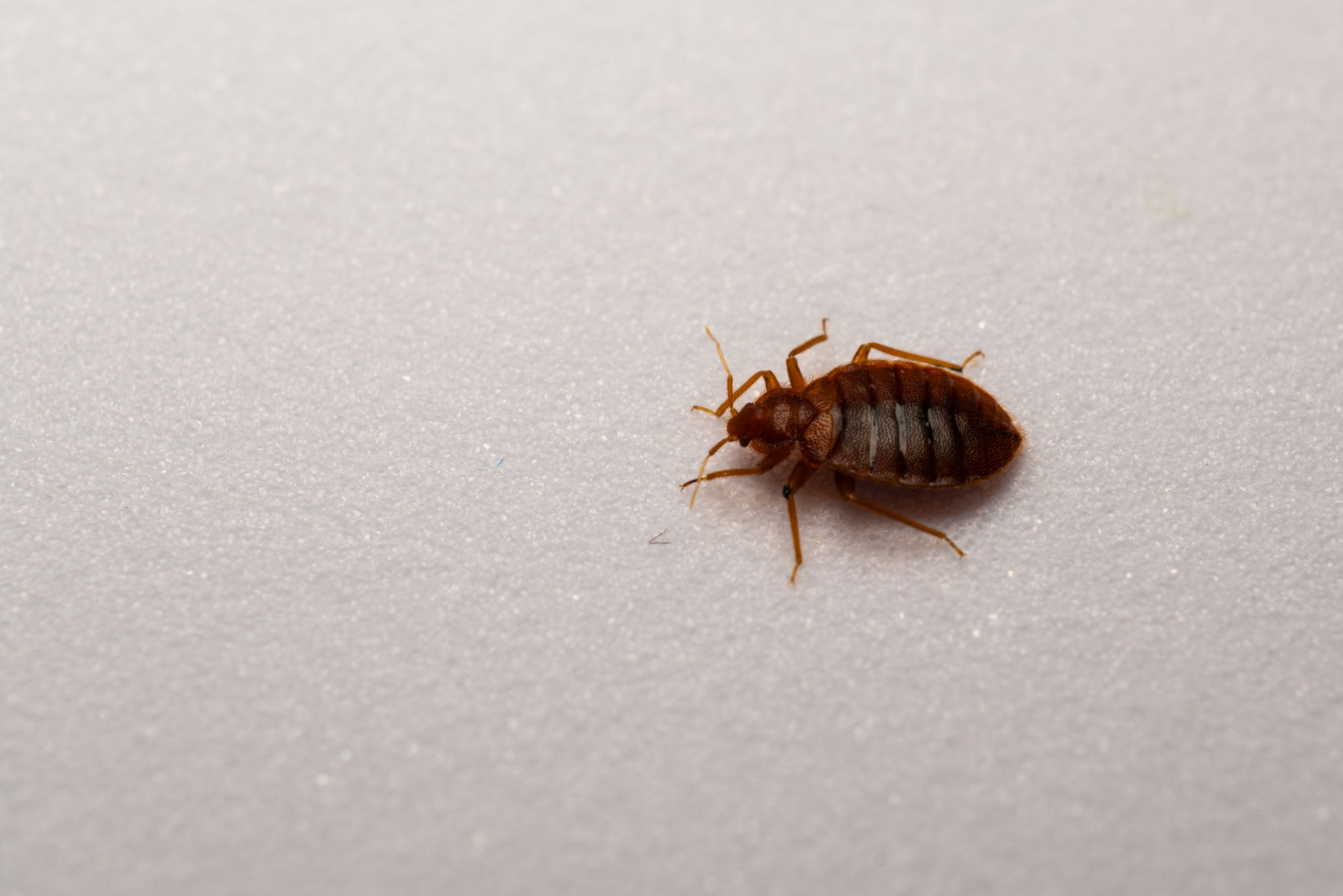 bed bugs