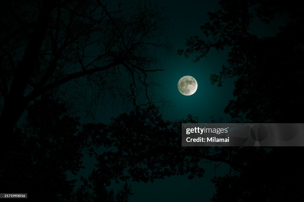 Ghostly trees against sky in moonlight