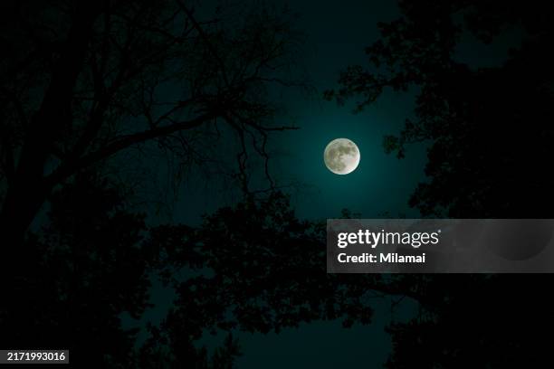 ghostly trees against sky in moonlight - halloween moon stock pictures, royalty-free photos & images