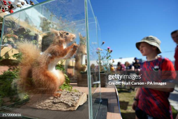 Taxidermy exhibition at the National Ploughing Championships at Ratheniska, Co Laois. Picture date: Wednesday September 18, 2024.