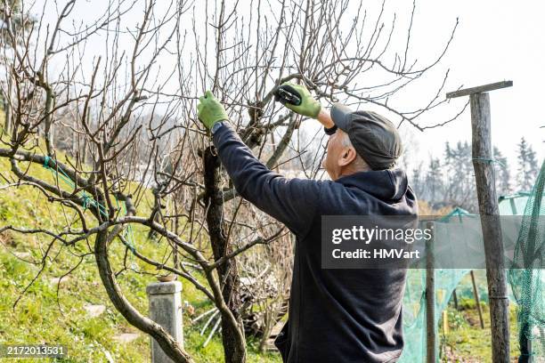 senior man on sunny day in winter orchard pruning pear tree - pereira imagens e fotografias de stock